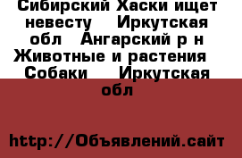 Сибирский Хаски ищет невесту  - Иркутская обл., Ангарский р-н Животные и растения » Собаки   . Иркутская обл.